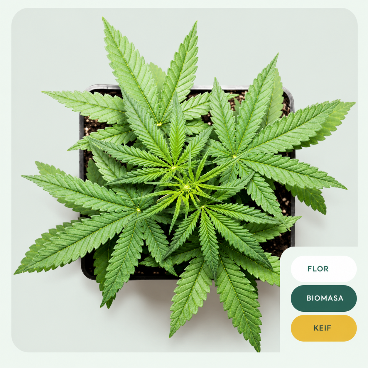 Planta de cáñamo HappyBuddha con categorías Flor, Biomasa y Keif